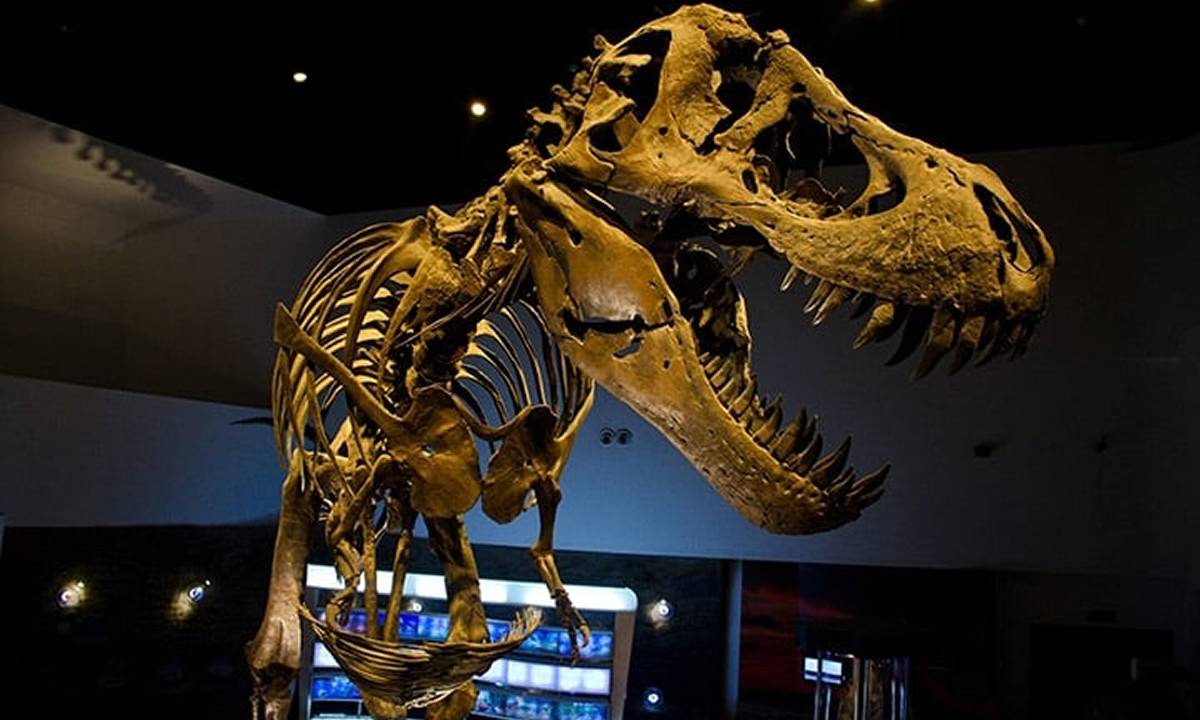 Mind Museum
